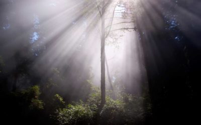 Anomaly Research Department (ARD)